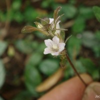 Strobilanthes reptans (G.Forst.) Moylan ex Y.F.Deng & J.R.I.Wood